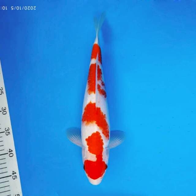 RONIN 9 - KOHAKU ®