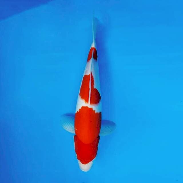 RONIN 14 - KOHAKU 3 STEPS ®