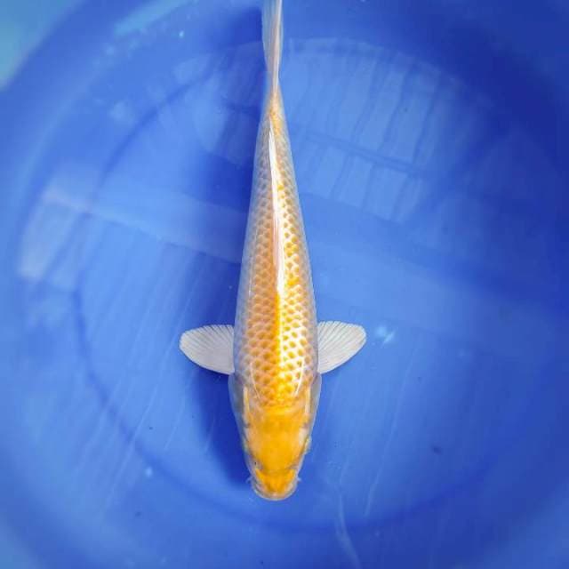 OGON 36CM