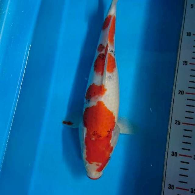 Showa Tategoi 35cm