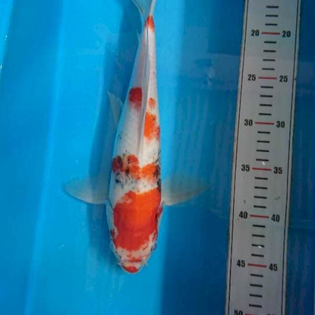 Kindai Showa Kumpay Tategoi 35cm