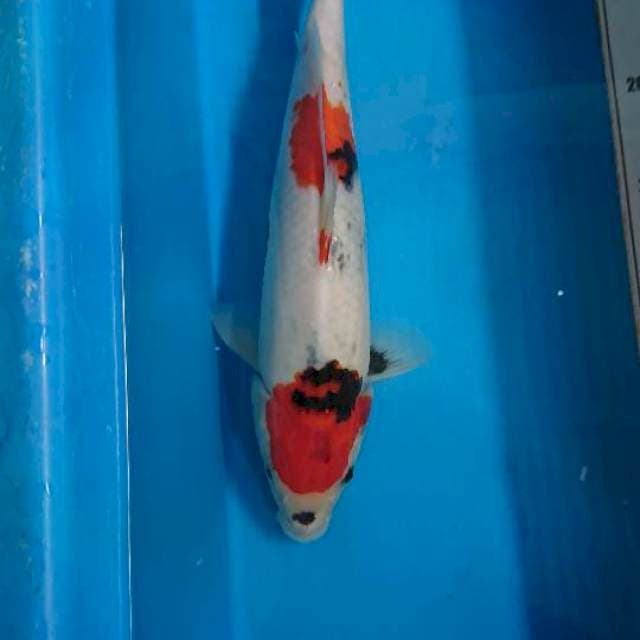 Kindai Showa 33cm