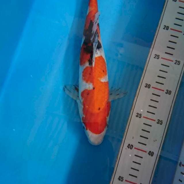 Showa 30cm