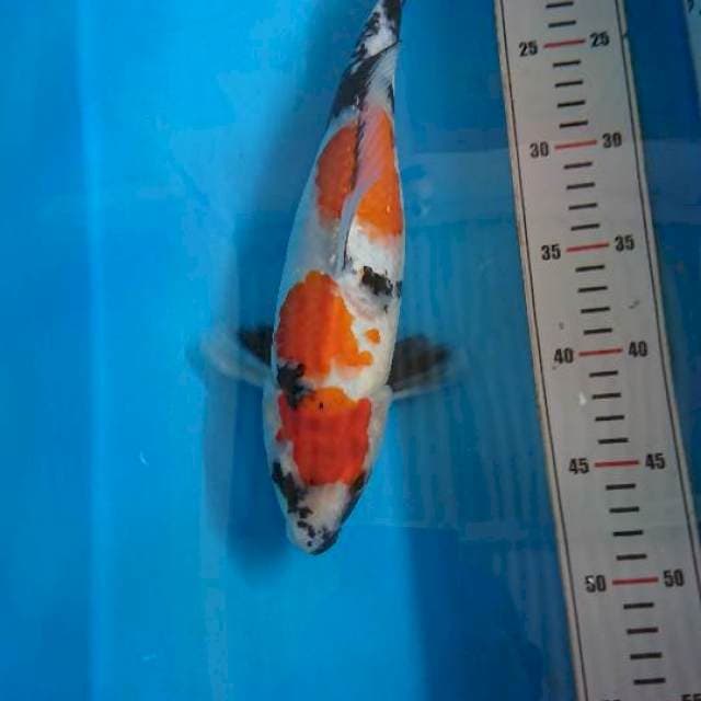Kindai Showa 31cm