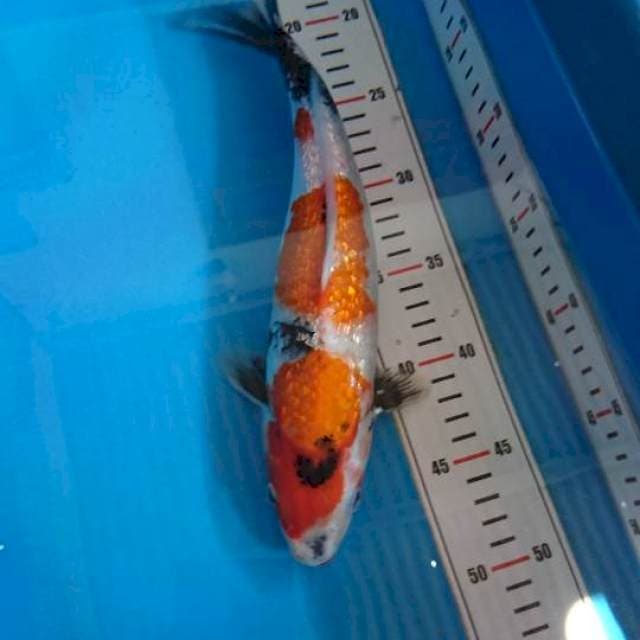 Gindrin Showa 32cm