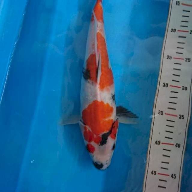 Showa 35cm