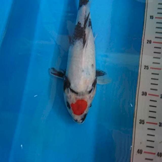 Tancho Showa 31cm