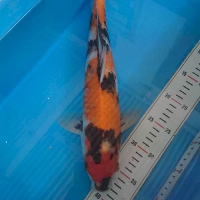 Showa 42cm