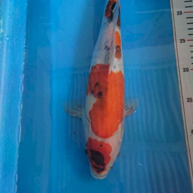 Showa marten 38cm