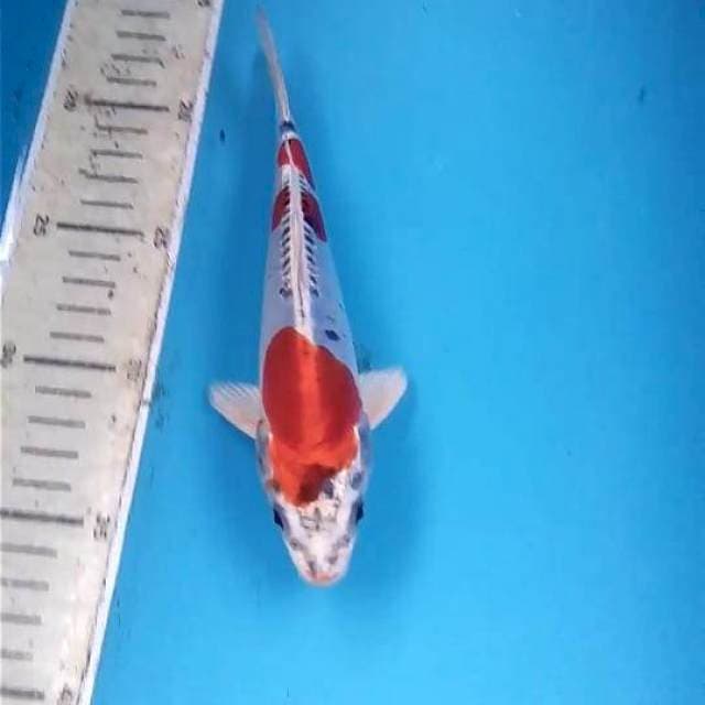 Beni Kikokuryu 20cm Male