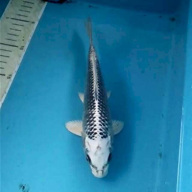 Gin Matsuba 21cm