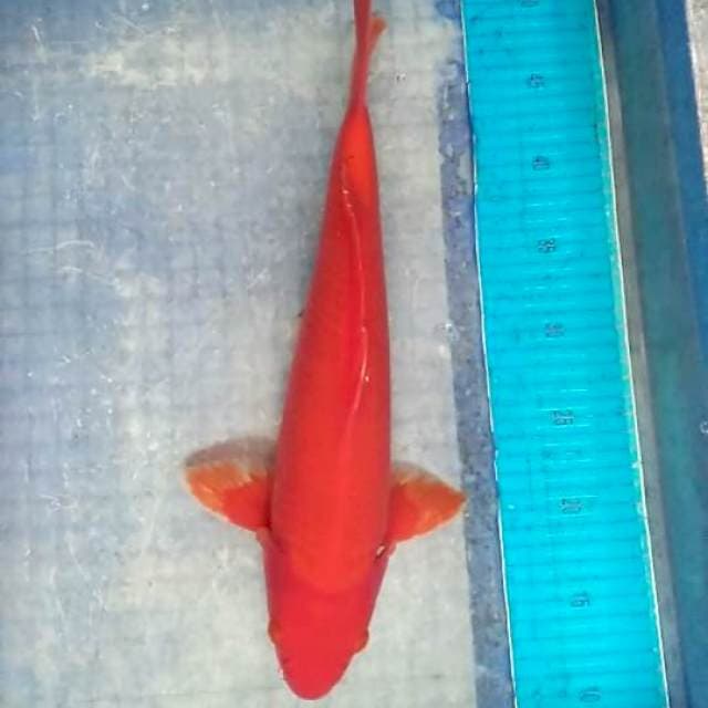 BeniGoi Red+. 40BU