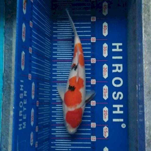 Sandan Sanke 28cm