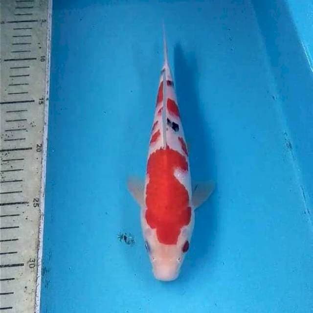Sanke 23cm
