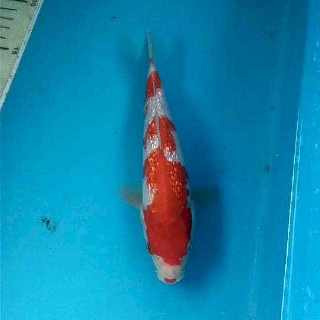 Ginrin Kohaku 20cm