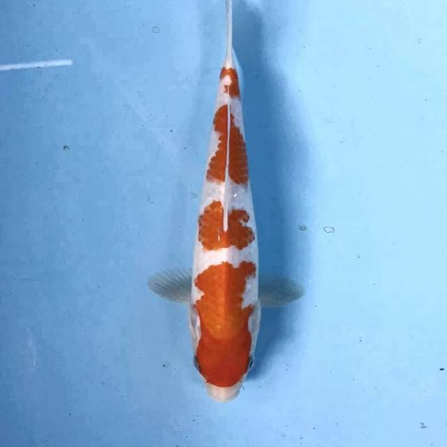 Kohaku, 27 cm