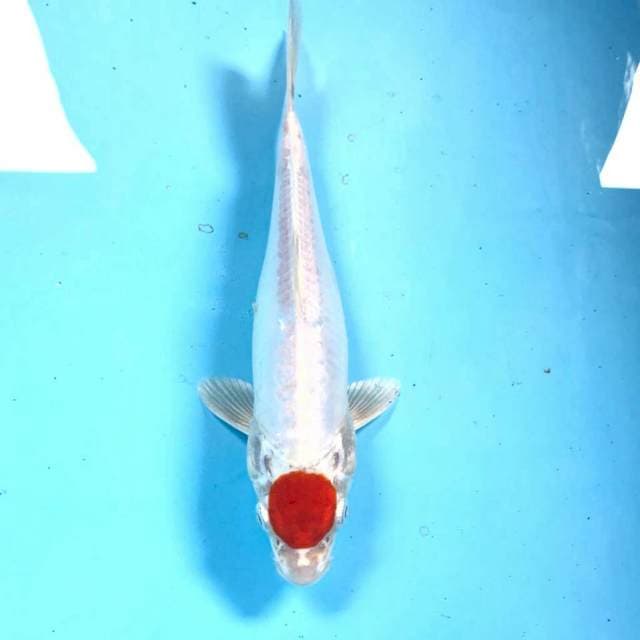 Tancho Kikushui, 26 cm