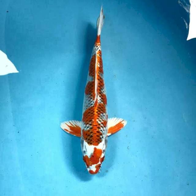 Kujaku, male 32 cm