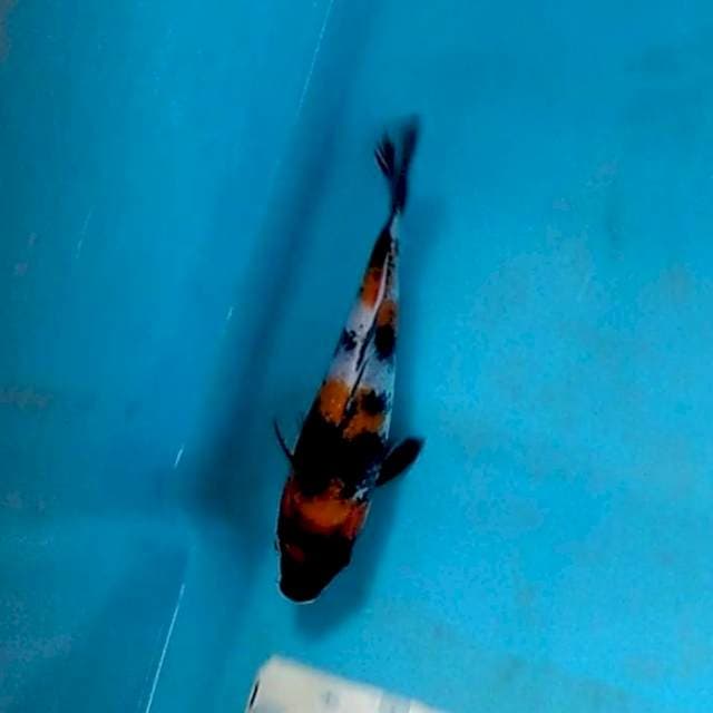 TOSAI SHOWA POLA RAPIH 14cm