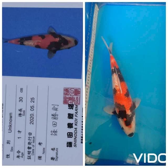 Showa ginrin 35 cm๐ฅ๐ฅ๐ฅ