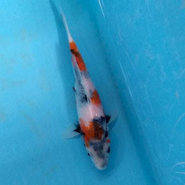 SHOWA MASA DEPAN 15cm