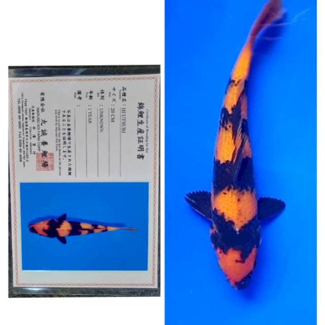 Hi Utsuri Import Serti Marusei