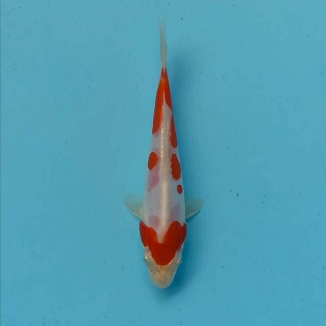 Perisai 03