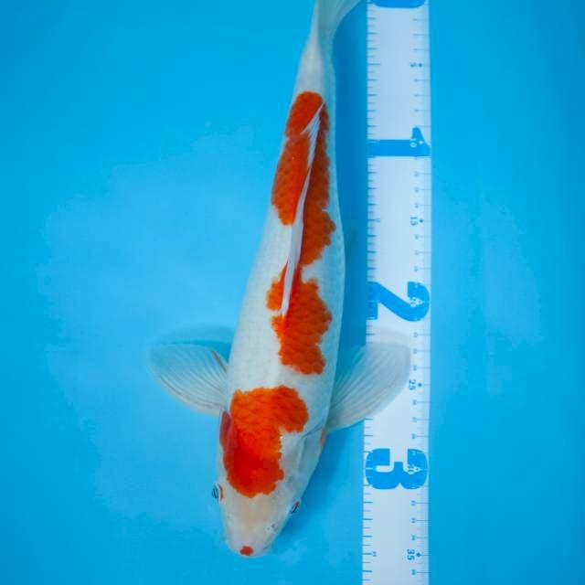 Kohaku original 42cm