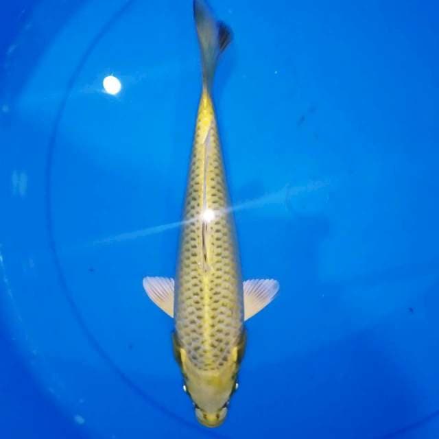 C. Kin Matsuba || 23CM