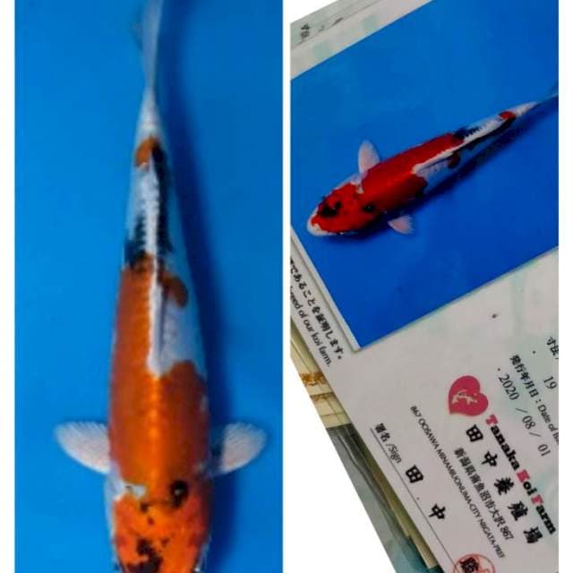 Rare item kin showa doitsu tanaka
