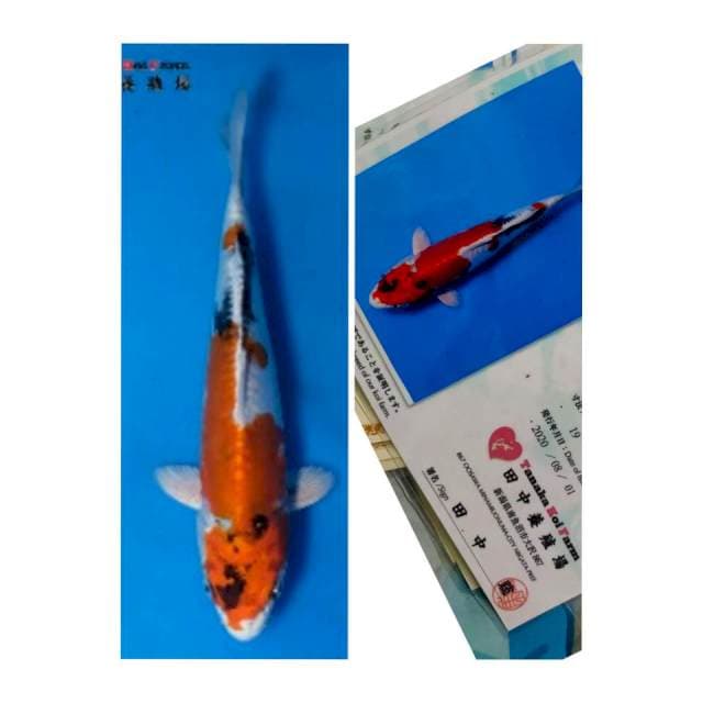 Rare item kin showa doitsu tanaka