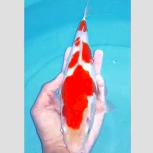 Kohaku ori super merah pekad (ada minus)