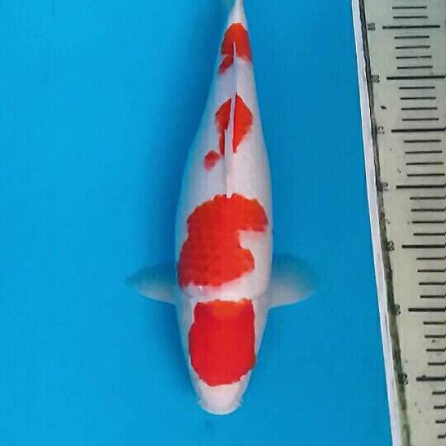Yondan Kohaku Super Quality