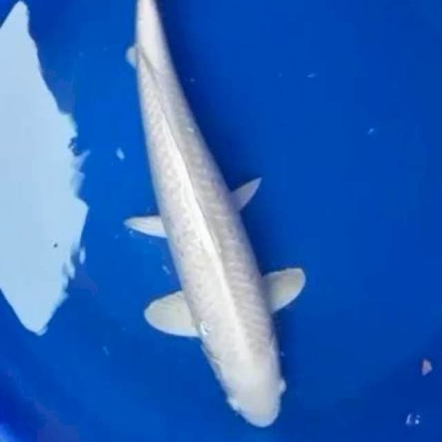 Platinun Jumbo ~51
