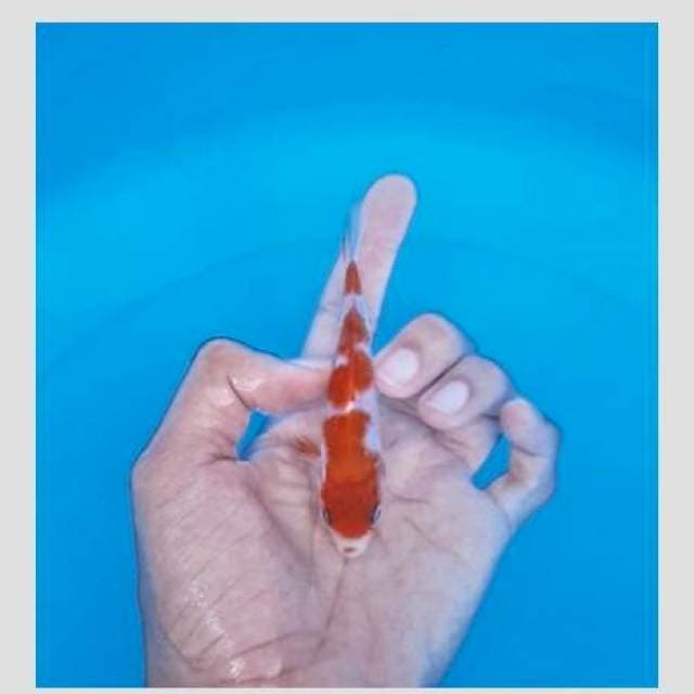 Kohaku koleksi merah pekad