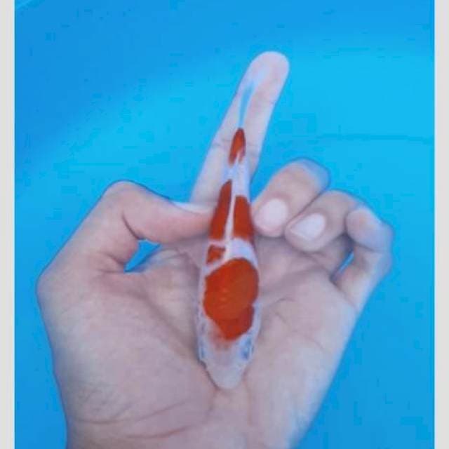 Kohaku 15cm keren lelang kilat
