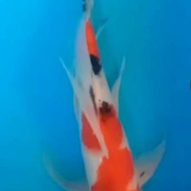 sanke kumpay 30cm