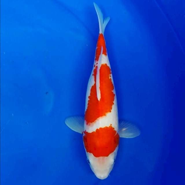Kohaku Good skin