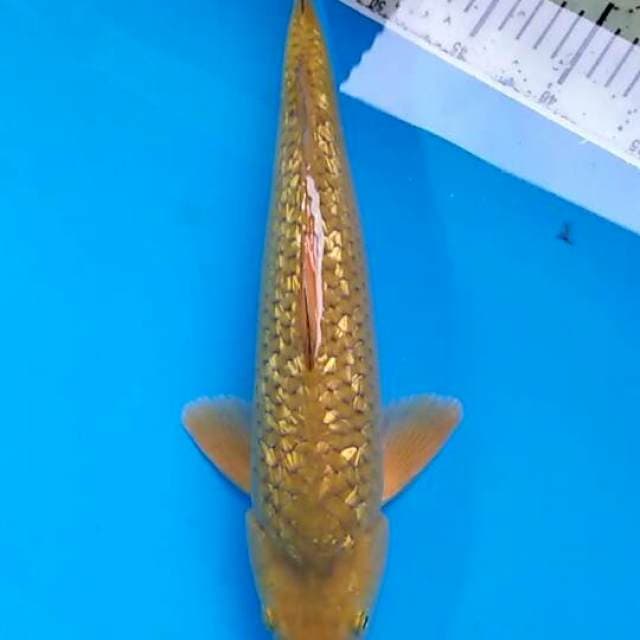 38cm midhori