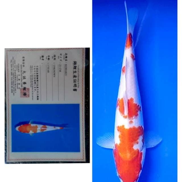 Kohaku Import Serti Marusei