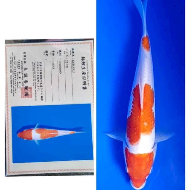 Kohaku Import Serti Marusei