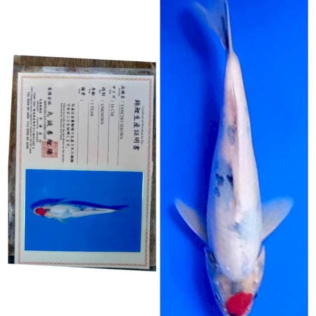 Tancho Showa Import Serti Marusei