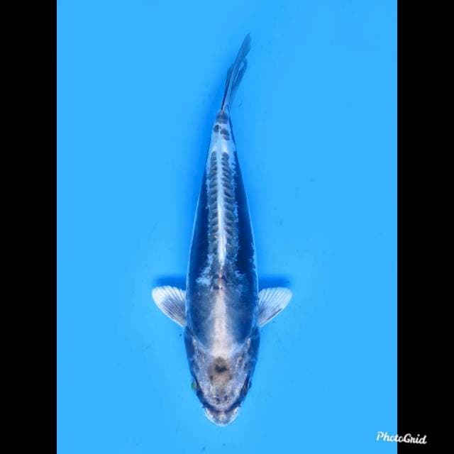 21cm , Male , Kinkikokryu No Bocor