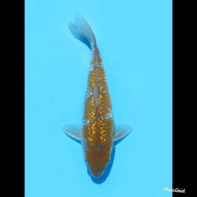 25bu , Male , Ochiba Full Ginrin