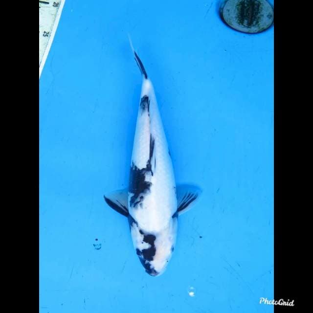 28cm , Female , Shiro Utsuri Putih Salju