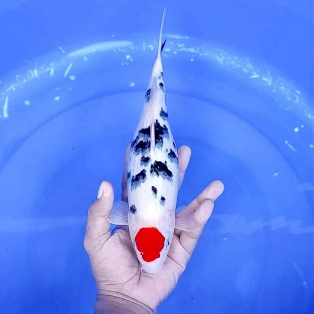 2. Tancho Sanke Ori || 29 cm