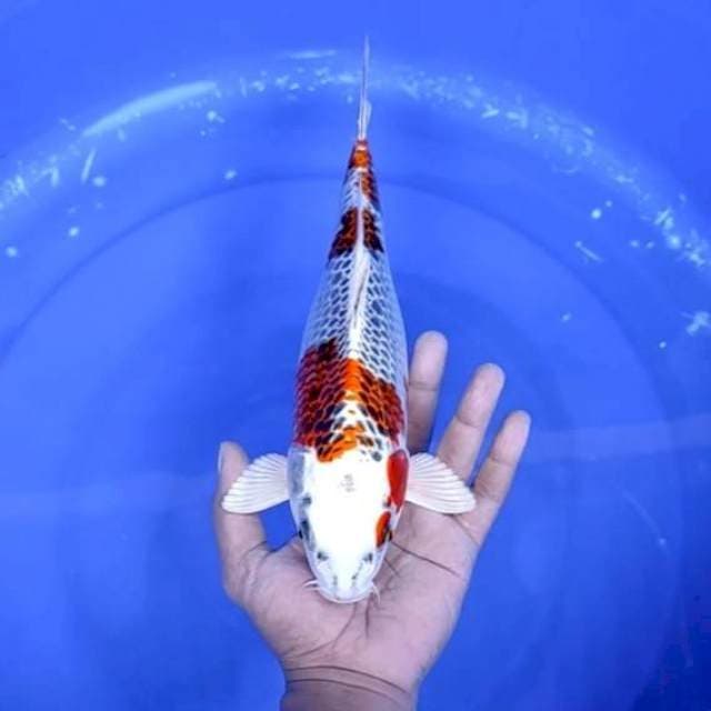 4. Kujaku || 30 cm