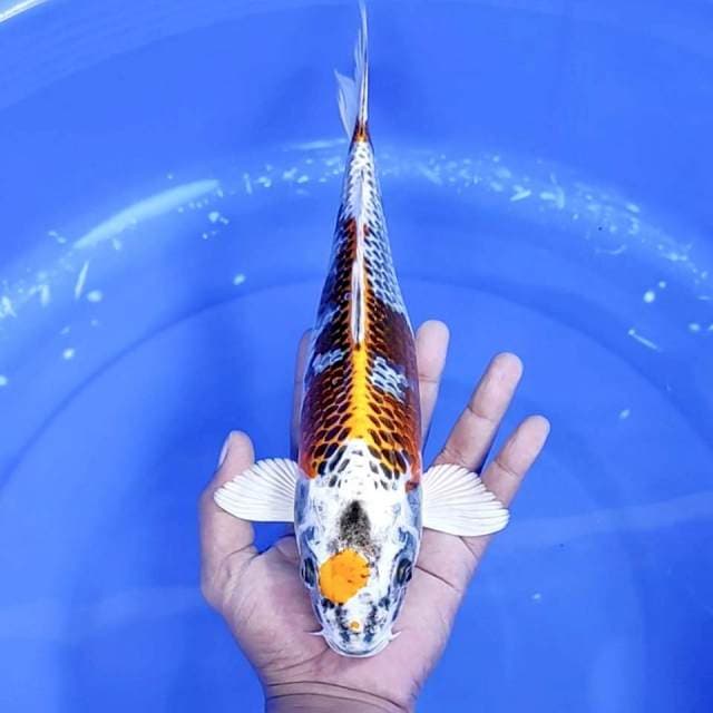 8. Maruten Kujaku || 30 cm