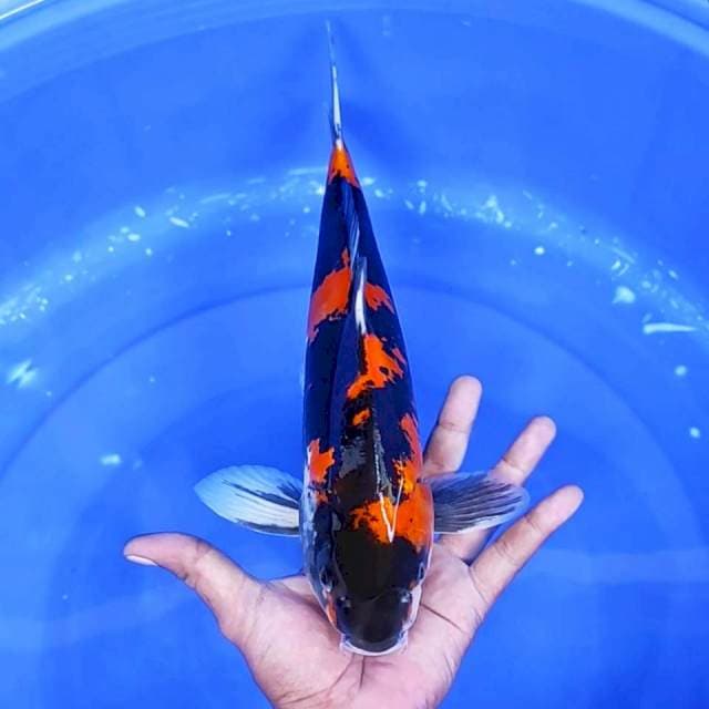 11. Showa Doitsu Murni || 36 cm || Jantan