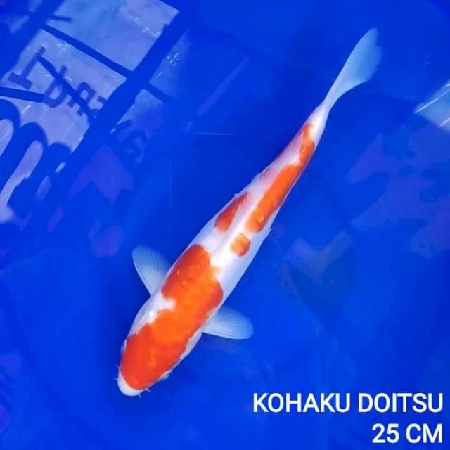 B. Kohaku Doitsu